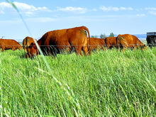 Load image into Gallery viewer, 1/4 Grass-FAT Beef (100 lbs)  Deposit SUMMER 2025
